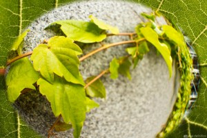 green, plant, fisheye
