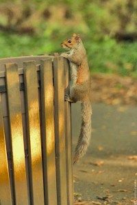 squirrel, trash bin, bon appetit, central park, NYC